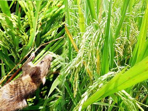 10 Cara Tepat Dan Metode Mengendalikan Hama Tikus Sawah Berita