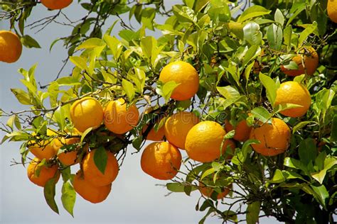 Fruit Orange Sur Larbre Photo Stock Image Du Espagne 12498914