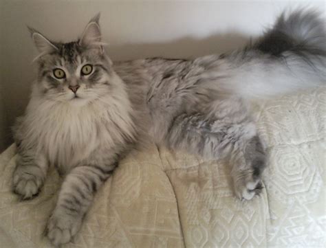 The characteristics all have a purpose or function. Maine Coon Cat Personality, Characteristics and Pictures ...