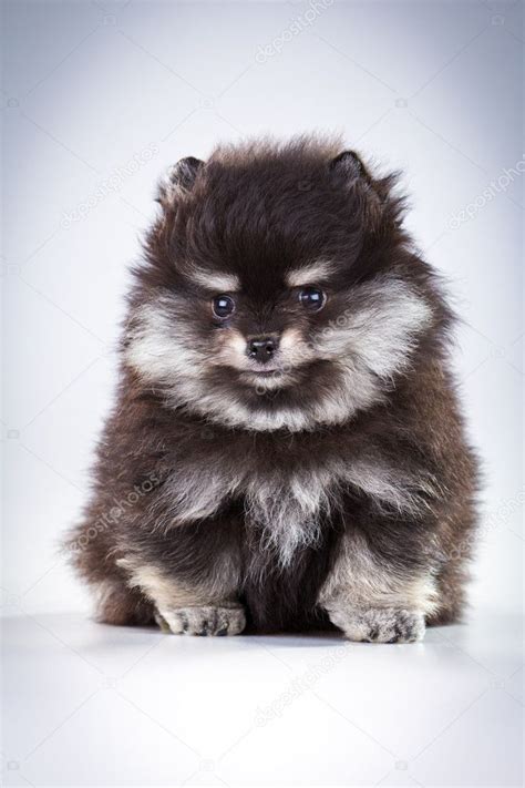 Pomeranian Puppy Stock Photo By ©laures 6964507