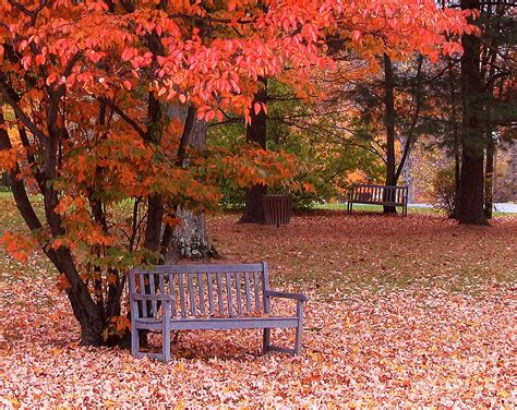 Park Bench In Fall Photograph By Jack Schultz