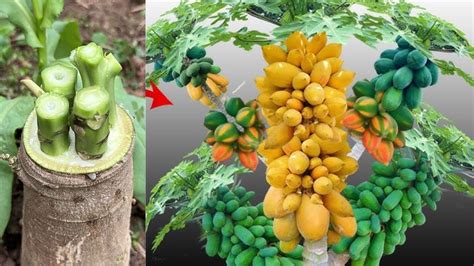 How To Propagate And Technique Graft Papaya Trees Youtube