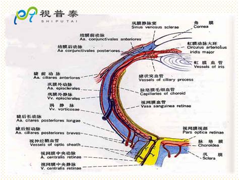 眼的解剖和生理深圳市视普泰职业技能培训中心