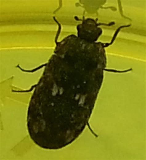 Brown Beetle With Wings White Spots On Back Very Small About 14 Inch