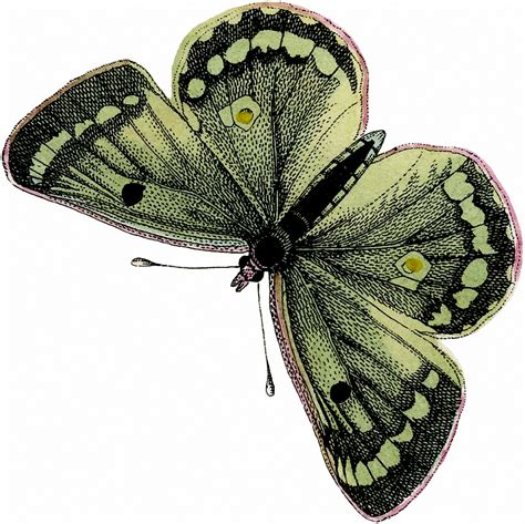 Vintage Green Butterfly Image The Graphics Fairy