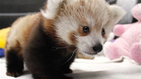 Twin Unnamed Baby Red Pandas Play Sleep Eat And Snuggle Together At