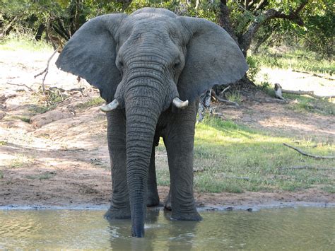 Endangered and Extinct Animals: Hwange National Park Elephants Dying in