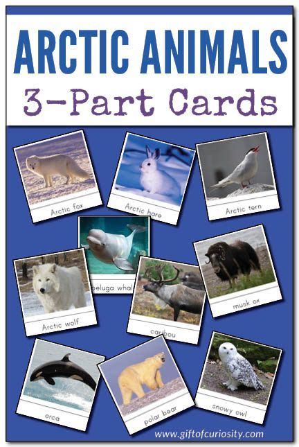 Arctic Animals Montessori 3 Part Cards For Learning And Identifying 14