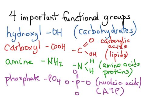 Functional Groups Science Biology Biochemistry Showme