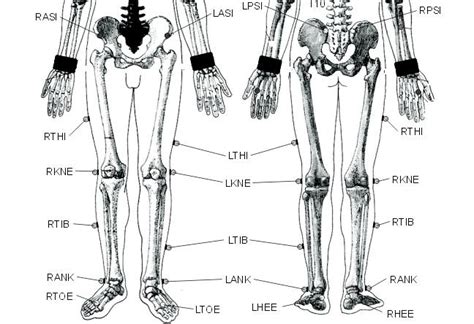 Markers Attached At The Lower Limb Parts Of Subjects Body Download