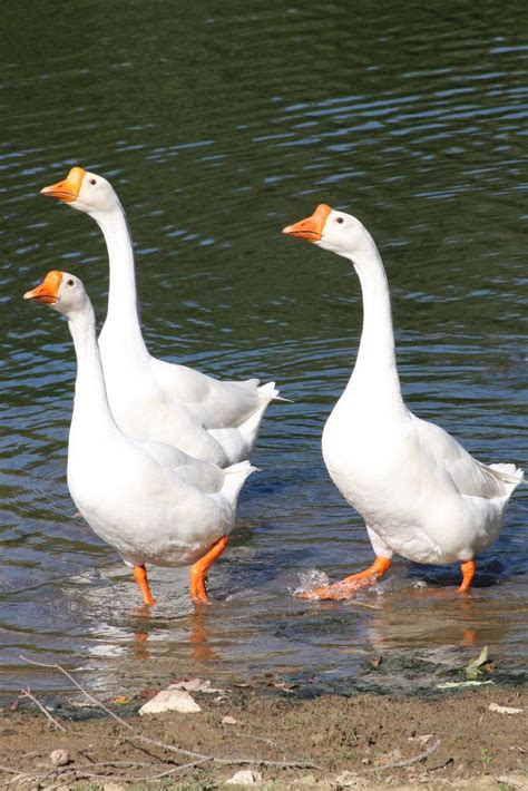 White Chinese Geese Lay 45 55 Eggs Yr Commonly Lay In Fallandwinter They Talk Back To You If You