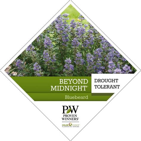 Proven Winners Colorchoice Beyond Midnight Caryopteris