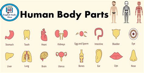 Bộ từ vựng tiếng Anh về các bộ phận cơ thể người đầy đủ nhất