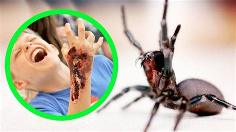 The Definitive Guide To Top 10 Deadliest Spiders In Australia Vrogue