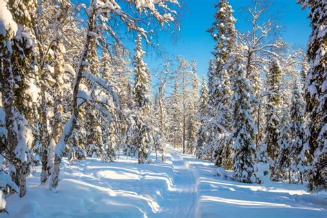 Winter Sunny Weather In Forest With Lots Of Snow And Path Stock Photo