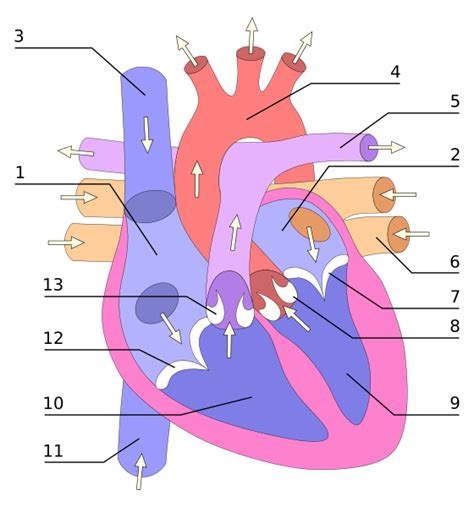 Free Free Svg Heart Vessel 907 SVG PNG EPS DXF File