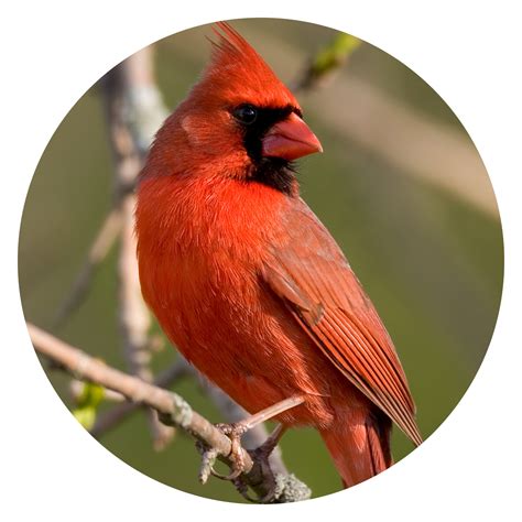 Browns Pet Food Popular North American Wild Birds Cardinal