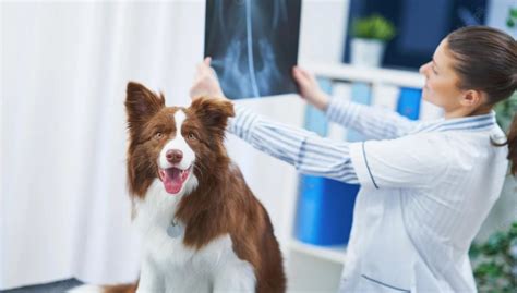Pneumonia In Dogs Causes Symptoms And Treatment Top Dog Tips