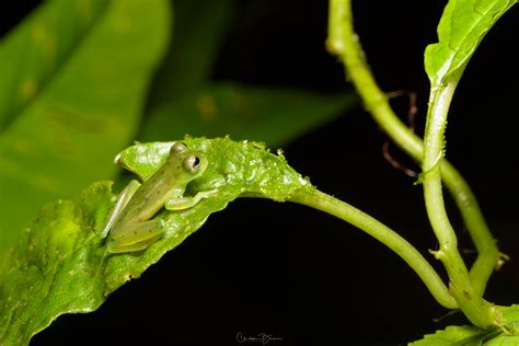 Emerald Glass Frog Espadarana Prosoblepon The Nature Admirer