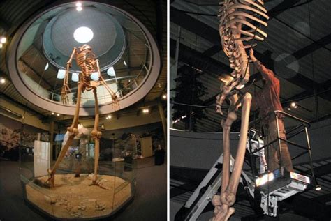 Hidden History Revealed 7 Meter Tall Giant Skeletons On Display Video