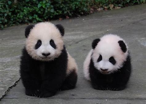 Oh Panda The Cuteness Panda Bebe Osos Panda Y Animales Bebé Bonitos