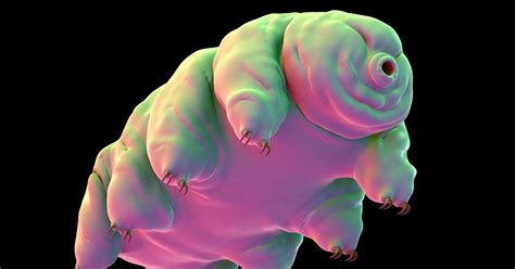 Water Bears Survive In Space And The Ocean S Depths