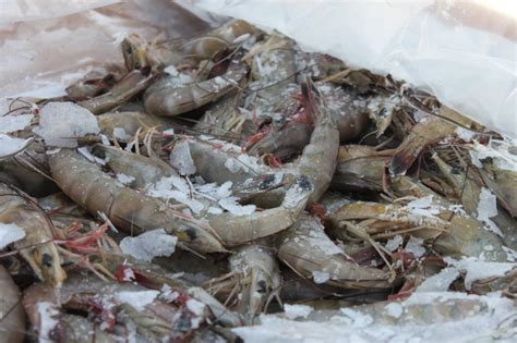 About Us Frozen Shrimp Suppliers Frozen Shrimp Factory Indonesia