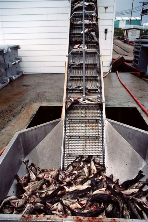 Fish Processing Definition Equipment And Methods Britannica