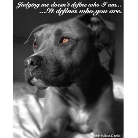 Brainyquote has been providing inspirational quotes since 2001 to our worldwide community. 248 best Pit Bull Quotes images on Pinterest | All breeds of dogs, American bullies and American ...