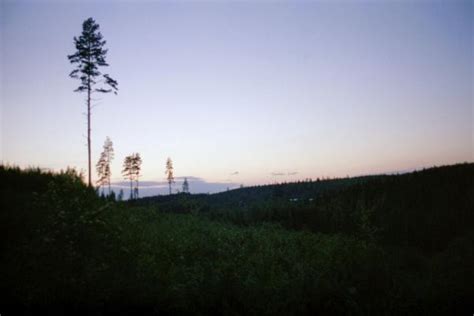 Pine Trees On The Horizon Landscape Photo