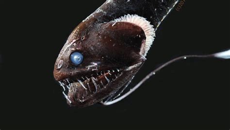 Ultra Black Nightmare Fish Expose Secrets And Techniques Of Deep Ocean