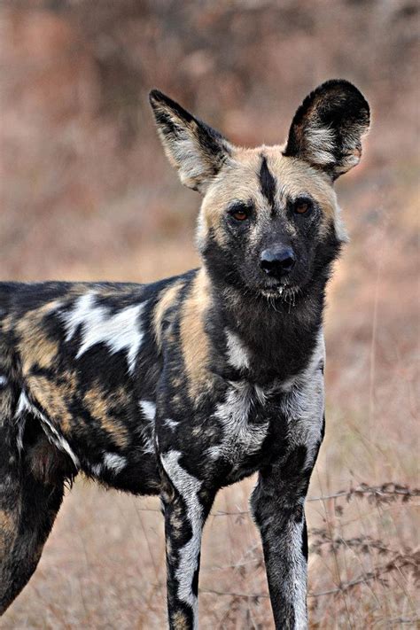 African Wild Dog Wallpapers Wallpaper Cave