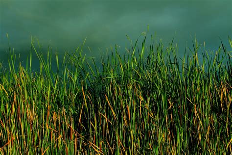 Free Images Landscape Water Nature Marsh Swamp Lawn Meadow