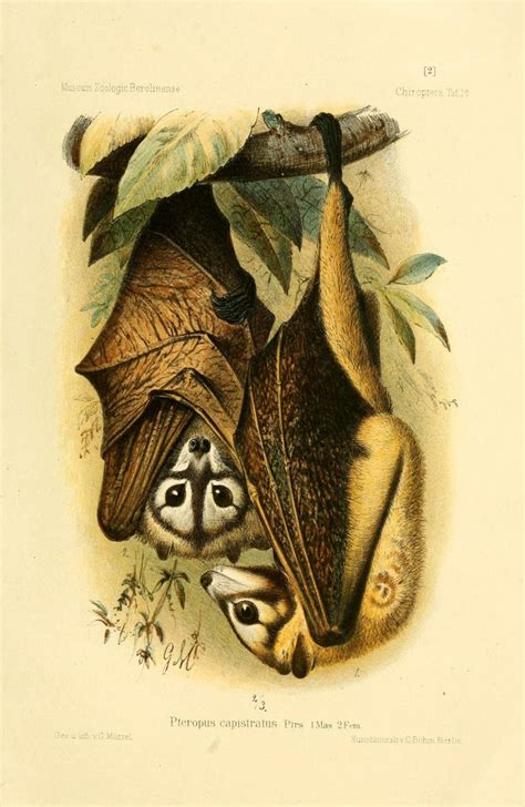 “the Bismark Masked Flying Fox Pteropus Capistratus Is A Species Of