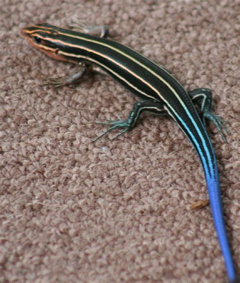 Blue Tailed Skink A Blue Tailed Skink That Was On Our