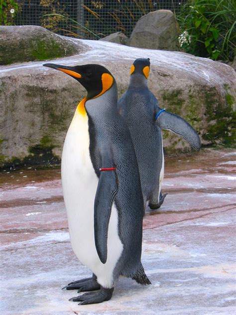 Is An Emperor Penguin A Carnivore An Emperor Penguin Swims At The