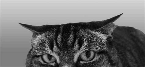 Cat Ear Positions Advocating Animal Welfare