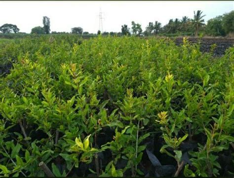 A One Quality Product Bhagwa Shendri Pomegranate Plant Anardalimb