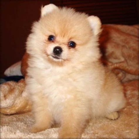 Baby Pomeranian Adoption Pets Lovers