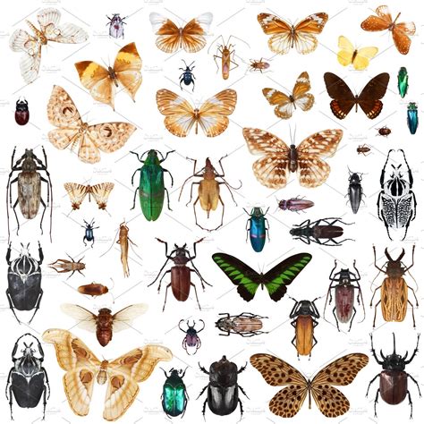 Set Of Insects High Quality Animal Stock Photos ~ Creative Market