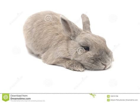 The Rabbit Is Sad And Cute Lies Insulated On White Background Stock