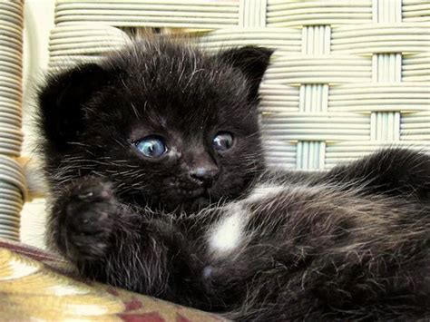 Black Kitten Cute Cats And Kittens Little Kitty Cats And Kittens