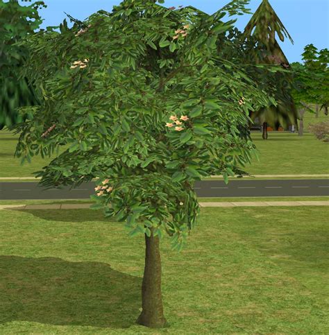 Mod The Sims Harvestable Orchard Tree Cherry Tree