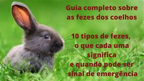 As Fezes Do Coelho Transmite Doenças