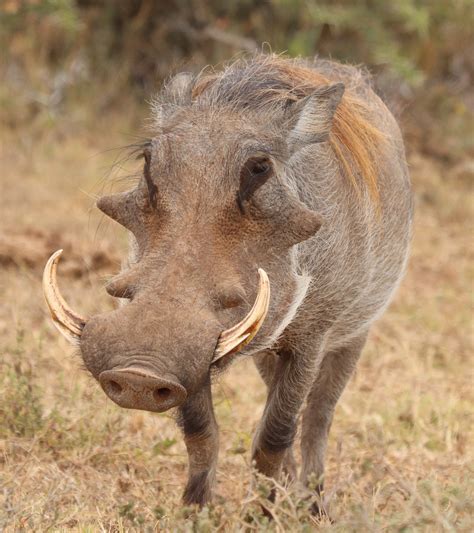 Common Warthog Fact Sheet Cswd