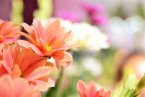Chrysanthemum Bunga Seruni Jingga Handriyan Yudha Sakti Flickr