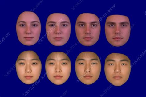 Japanese And Caucasian Face Types Stock Image P8700137 Science