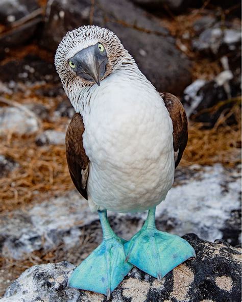 Fun Facts About The Blue Footed Booby Aqua Expeditions