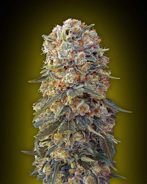 Buy Sweet Critical Feminized Seeds Compare Cannabis Prices And Strains