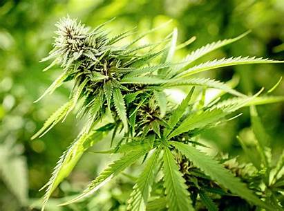 Marijuana Medical Non Age Canadian Minimum Suggests